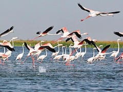 નળસરોવર-થોળ અભયારણ્યમાં 8-9 ફેબ્રુઆરીએ હાથ ધરાશે પક્ષી ગણતરી, જુઓ વીડિયો