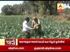 મુદ્દાની વાતઃ શાકભાજીના ભાવ એકાએક ઘટી જતાં અરવલ્લીના ખેડૂતો પાયમાલ, જુઓ વીડિયો