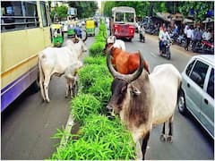 નમસ્તે ટ્રંપઃ રોડ શો દરમિયાન ઢોર પ્રવેશ ન કરે તે માટે તંત્ર હરકતમાં, જુઓ વીડિયો