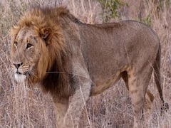 અમરેલીમાં સિંહણે 5 વર્ષના બાળકને ફાડી ખાધો, લોકોમાં ભયનો માહોલ, જુઓ વીડિયો