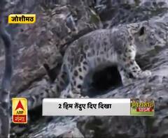 फूलों की घाटी में दिखे हिम तेंदुए