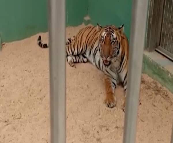 Mumbai Rani Baug New Tiger Arrival Report New Tigers | Rani Chi Baug |  औरंगाबादमधील वाघाची जोडी मुंबईतील राणीच्या बागेत, करिश्मा आणि शक्तीच्या  डरकाळीने राणीबाग थरारली!