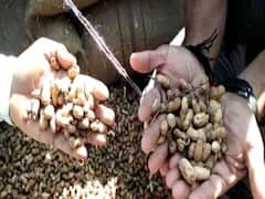 જૂનાગઢ માર્કેટિંગ યાર્ડમાં સામે આવ્યું મગફળી કૌભાંડ, જુઓ વીડિયો