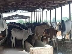 રાજ્યપાલ આચાર્ય દેવવ્રતની અનોખી પહેલ, રાજભવનમાં તૈયાર કરાવી ગૌશાળા, જુઓ વીડિયો