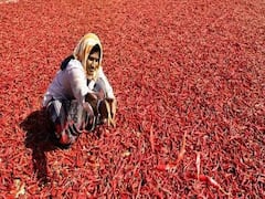 મસાલાની સિઝન શરૂ થતાં જ મરચાંના ભાવમાં 30થી 50 ટકાનો વધારો, જુઓ વીડિયો