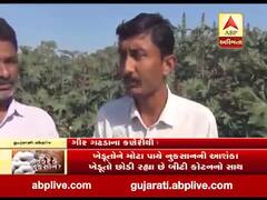 નફો કે નુકસાનઃ ગીર સોમનાથમાં બીટી કપાસના વાવેતરમાં ખેડૂતોને મોટા પાયે નુકસાનની આશંકા, જુઓ વીડિયો