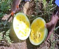 Special Report | चक्क पिवळीधम्मक कलिंगडं, लालपेक्षा या कलिंगडांना बाजारात चढा भाव | ABP Majha