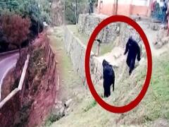 ITBP personnel disguise as bears to scare away monkeys in camp premises