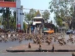 Coronavirus Jitters: Hungry monkeys create havoc in Thailand in absence of food