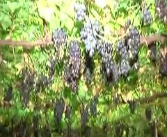 Osmanabad Farmer Loss | पॅकेजिंगसाठी कामगार नसल्याने द्राक्षं पडून, शेतकऱ्यांना कोरोनाचा फटका