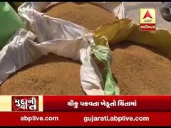મુદ્દાની વાતઃ ઘઉં-ચણાની ખરીદી વહેલી કરવા પોરબંદરના ખેડૂતોની માંગ, જુઓ અહેવાલ 