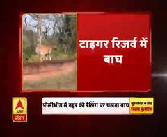 पीलीभीत: नहर की रेलिंग पर चलता बाघ