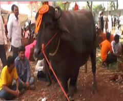 Latur Animal exhibition | दीड हजार किलोचा 'विराटा' रेडा