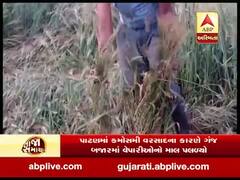 પાટણ જિલ્લામાં કમોસમી વરસાદને કારણે ઊભા પાકને થયું નુકસાન, જુઓ વીડિયો