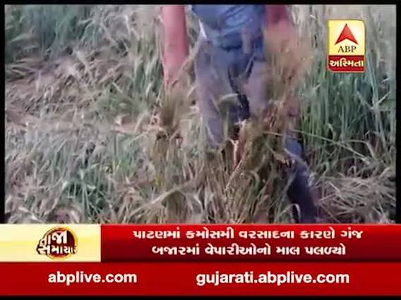 પાટણ જિલ્લામાં કમોસમી વરસાદને કારણે ઊભા પાકને થયું નુકસાન, જુઓ વીડિયો