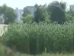 સુરતમાં ગટરના પાણીથી પાક પકવી રહ્યા છે ખેડૂતો, જુઓ વીડિયો