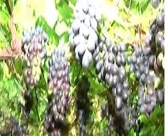 Coronavirus | द्राक्षं उत्पादक शेतकऱ्यांवर मोठं संकट; 5 हजार द्राक्ष निर्यातीच्या प्रतिक्षेत