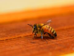 जानिए मधुमक्खी के काटने से कोरोना के इलाज का सच | सच्चाई का सेंसेक्स