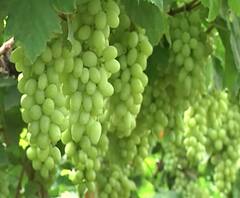 Coronavirus | कोरोनामुळे द्राक्ष बागायतदारांवर मोठं आर्थिक संकट; बागेवर कुऱ्हाड चालवण्याची वेळ