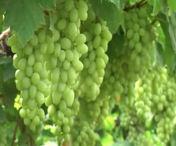 India Lockdown | कोरोनामुळे द्राक्ष बागायतदार अडचणीत; कोट्यवधीचा माल शेतात पडून