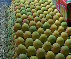 Coronavirus | कोरोनामुळे हापूस आब्यांच्या निर्यातीवर परिणाम