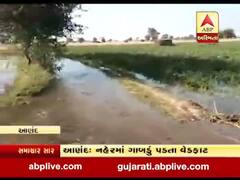 આણંદઃ ટોલ ગામ પાસે નહેરમાં ગાબડું પડતાં પાણીનો વેડફાટ, જુઓ વીડિયો