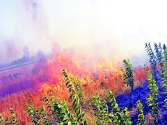 જૂનાગઢઃ PGVCLની બેદરકારીને કારણે ખેતરમાં લાગી આગ, બે ખતરોમાં ઘઉંનો પાક બળી ગયો