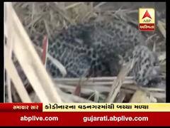 ગીર સોમનાથઃ શેરડીના ખેતરમાંથી મળી આવ્યા દીપડાના બે બચ્ચા, જુઓ વીડિયો