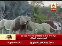 ગીર સોમનાથઃ દેવાળીયા પાર્કમાં અસલી-નકલી સિંહનો અદભુત નજારો આવ્યો સામે 