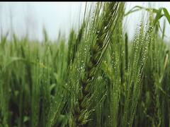 Weather Update: Rain destroys crops in Agra