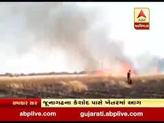 જુનાગઢઃ કેશોદમાં શોર્ટ સર્કિટના કારણે ખેતરમાં આગ લાગતા ઉભો પાક બળીને ખાખ, જુઓ વીડિયો 