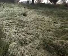 Amravati Crop Loss | अमरावती जिल्ह्यात वादळी वाऱ्यासह गारपीट, गहू बाजरी मातीमोल