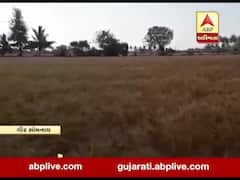 ખેડૂતો માટે મુશ્કેલીઃ રાજ્યમાં ફરી એકવાર કમોસમી વરસાદ પડવાની સંભાવના, જુઓ વીડિયો 