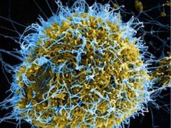 Coronavirus का खतरा भारत में किस स्तर का है? देखिए इस रिपोर्ट में