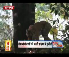 रामनगर: जंगलों में बाघों की बढ़ती संख्या से चुनौती