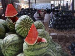 અરવલ્લીઃ તરબૂચના પાકને જીવાતે કરી નાંખ્યો બરબાદ, જુઓ વીડિયો