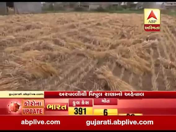 અરવલ્લીમાં કમોસમી વરસાદે ઘઉંના પાક પર ફેરવી દીધું પાણી, જુઓ વીડિયો