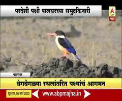Migratory Birds | वेगवेगळ्या स्थलांतरित पक्षांचं पालघरच्या समुद्रकिनारी आगमन
