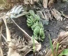 Special Report | आधी कोरोना त्याात अवकाळीचा मारा; केळी उत्पादक शेतकऱ्यांचं मोठं नुकसान 