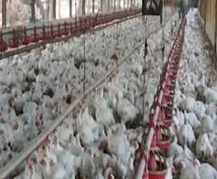 Coronavirus | महाराष्ट्र चिकन असोसिएशनचे पदाधिकारी अजित पवारांची भेट घेणार