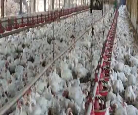 Coronavirus | महाराष्ट्र चिकन असोसिएशनचे पदाधिकारी अजित पवारांची भेट घेणार