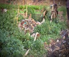 Illegal Farming | नाला-गटार, केमिकलयुक्त पाण्यावरील भाज्यांचा विषारी मळा प्रशासनाच्या नजरेस का पडत नाही? स्पेशल रिपोर्ट