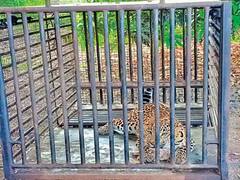 નવસારીઃ વાંસદામાં દીપડો પાંજરે પુરાયો, ગ્રામજનોએ લીધો રાહતનો શ્વાસ, જુઓ વીડિયો