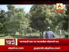 મુદ્દાની વાતઃ હવામાન પલટાતા કેરીના પાકને રોગનું ગ્રહણ, ખેડૂતોમાં ચિંતા, જુઓ વીડિયો