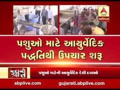 મુદ્દાની વાતઃ સાબર ડેરીનો દૂધ ઉત્પાદન વધારવા નવતર પ્રયોગ, જુઓ અહેવાલ 