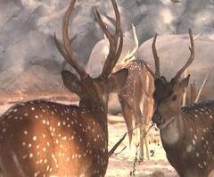 VIDEO | कोरोनाच्या पार्श्वभूमीवर मुंबईत जमावबंदी लागू | 16 मार्च 2020 | ABP Majha