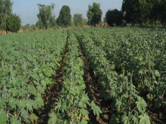 મહેસાણાઃ એરંડાના ભાવ ઘટી જતાં ખેડૂતોની સ્થિતિ કફોડી, જુઓ વીડિયો