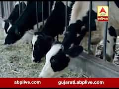 અમદાવાદ મનપાના ઢોરવાડામાંથી 95 ઢોર ક્યાં થઈ ગયા ગાયબ? જુઓ વીડિયો