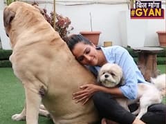 Can your pet dog transmit COVID 19?