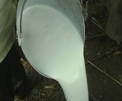 Milk Production | राज्य सरकार दररोज 10 लाख लिटर दूध खरेदी करणार, दूध उत्पादकांना दिलासा